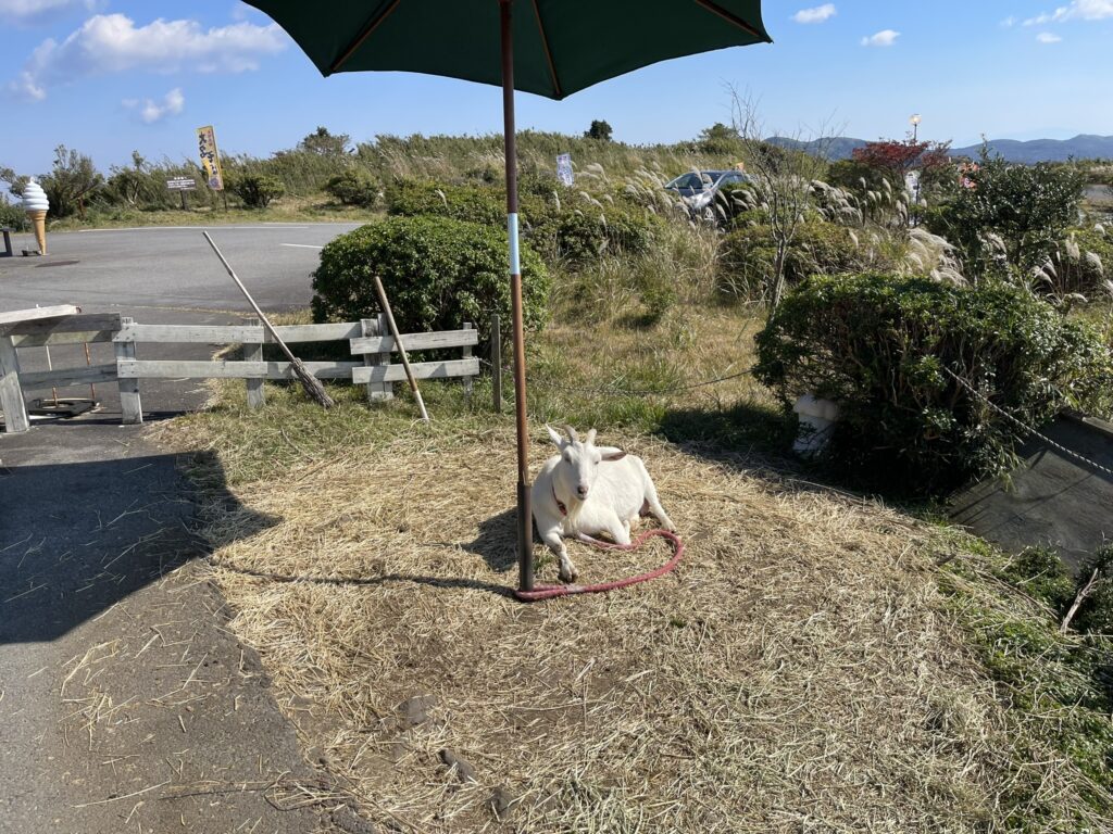 芦ノ湖スカイライン レイクビュー